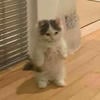 Фикрайтэр котик