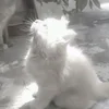 Сиськи в Пиве