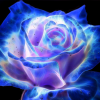 Night__Flower