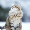 _Пышечка_