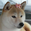 fragrant_osmanthus