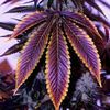 Sativa