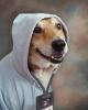Bomb Doge