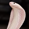 good cobra