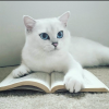 Катенька Лоткова