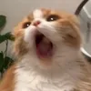 _солёный_огурчик_