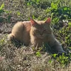 -Chishirsky.Kitten. -