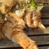 Multi_kitty