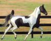 Horse syper