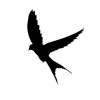 soaring birdy