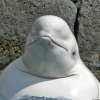 _White_Whale_