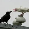 Кара Иудовна