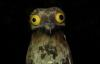 _OwlNox_