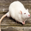 MrRat