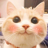 Кот фэмслеша