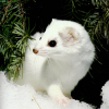 ErmineWhite