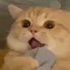 Лютик-шизанутик