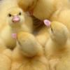 Sexual Ducky