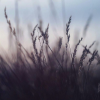 _Vishnevsky_