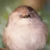 Puhlopticza