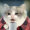 Леди Плед