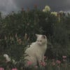 тюльпан я