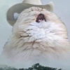 Кот Борис фикрайтер