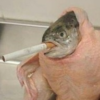 VetaArt