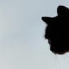 Bears_Tears