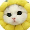 кошак-007