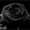 U_Anastasia