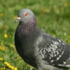 XePaCuMa