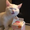 KoticLem