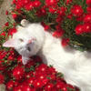 Lost Cherry Flower