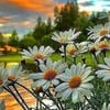 lovelysaiine