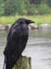 Raven from paradise