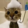 Серый котик с гитарой