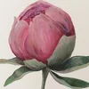 Paeonia Story