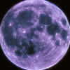 Petus_negr