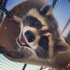 Листочек_55