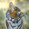 tigra117