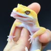 sunny_snake