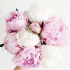 _-Primrose-_