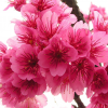 Sakura_san98