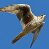 Free falcon