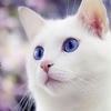 AgnijaCat