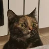 Story Cat