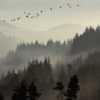 gray_town