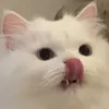 Интеллигент под прикрытием