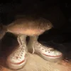 Elliot Taltz